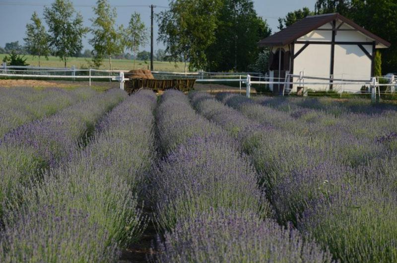 Bed and Breakfast Zielone Zacisze Murzynowo Kościelne Exteriér fotografie