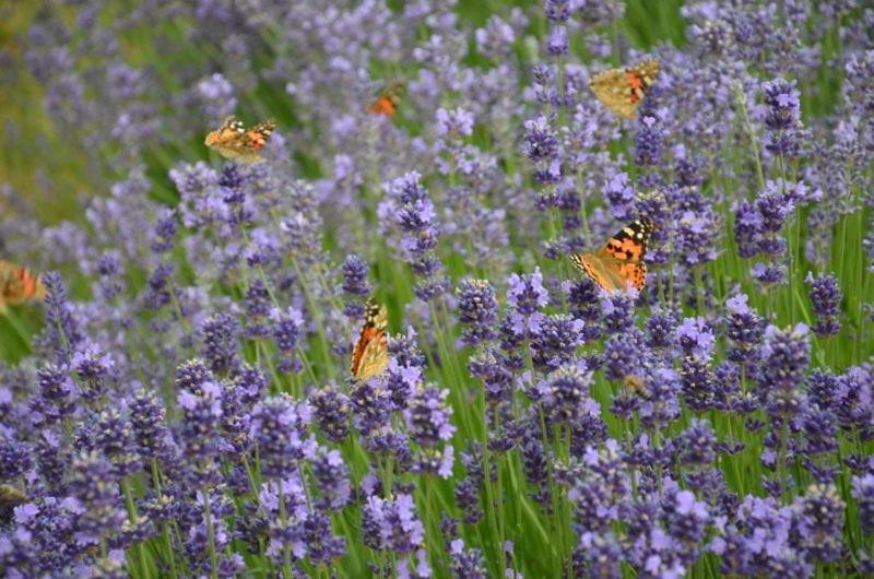 Bed and Breakfast Zielone Zacisze Murzynowo Kościelne Exteriér fotografie